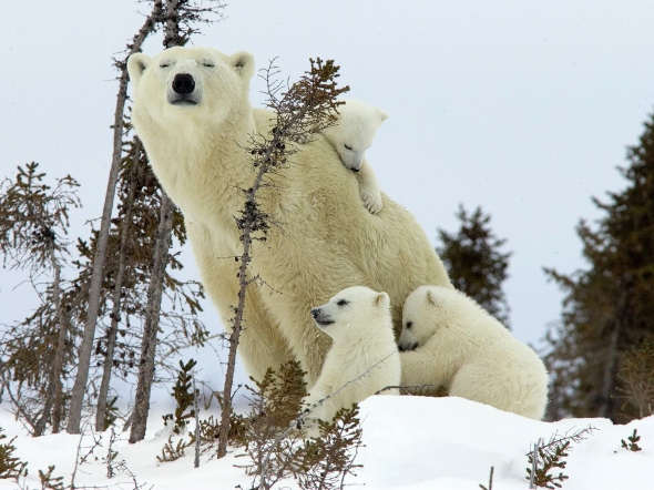 Polar Bear-Cubs-Canada_Wallpaper