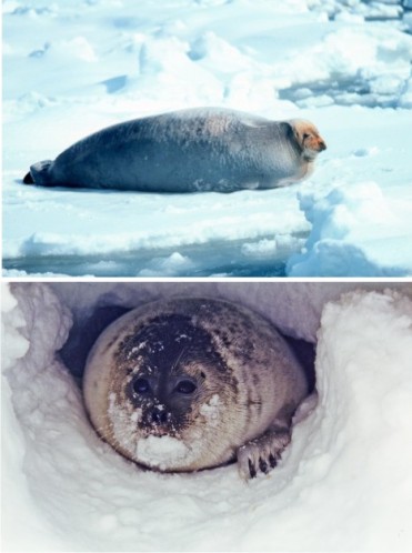 NOAA photos of bearded seal (top) and ringed seal (bottom)