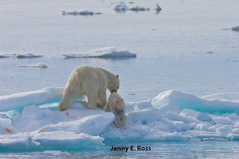Figure 1. A male polar bear found eating a younger, smaller bear in Svalbard (Barents Sea) and captured on film by Jenny E. Ross, photo journalist. This photo accompanied a National Geographic article by Ross published online January 10, 2012 (this photo also appears in Stirling and Ross, 2011). This bear is in good condition – one other in the Stirling and Ross paper was described as “very large and very fat.” All were observed on ice, from ships, and all were photographed.