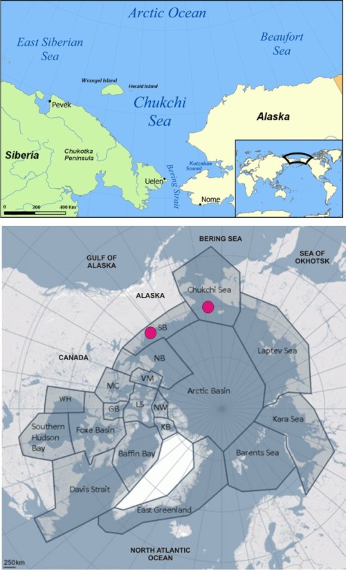 Figure 1. Chukchi and Beaufort Seas (from Wikipedia), upper. ‘Chukchi Sea’ polar bears are shared between the USA and Russia; ‘Southern Beaufort’ bears are shared between the US and Canada, lower (from PBSG, with labels added). Pink dots are the subpopulations featured in the Rode et al. presentation and upcoming paper.