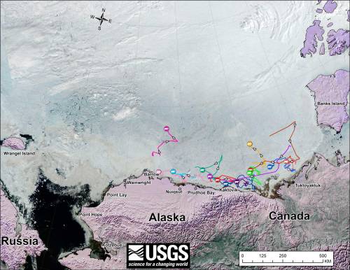 Figure 2. Movements of 13 satellite-tagged polar bears for the month of June, 2013. Polar bears were tagged in 2013 on the spring-time sea ice of the southern Beaufort Sea. Three bears followed here don’t appear in the July track – their collars might have stopped working or fallen off (most likely), they might have left the area entirely (also possible) or they might have died. The researchers don’t say [no caption provided for original]. Click to enlarge.