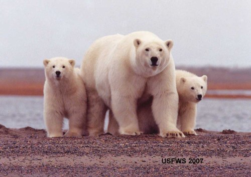 A Southern Beaufort female with cubs, from the fall of 2007. Note how fat they all are.
