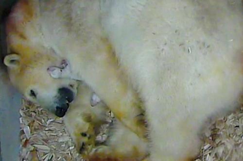 PB newborns birth_11PolarBearTwins2_Zoo screen cap