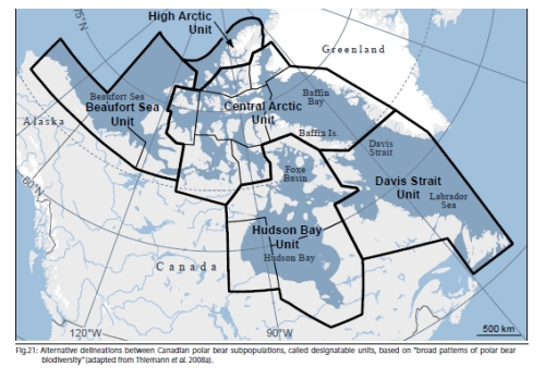 Figure 3. Proposed changes to designated polar bear subpopulation boundaries in Canada (Vongraven and Peacock 2011) would have reduced Canada’s 13 existing subpopulations to 5. Note that the unit marked “High Arctic” is currently including in the “Arctic Basin” subpopulation region (see Fig. 2). Some of these changes, but not all, may have been adopted by the PBSG in their reduction of polar bear subpopulations down to 13, from 19.