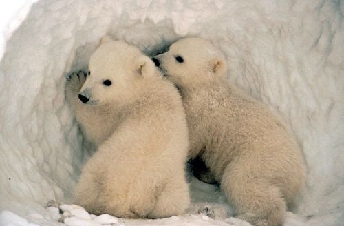 Polar bear cubs in den wikipedia