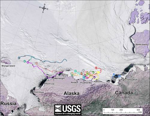 From original caption: “Movements of 24 satellite-tagged polar bears for the month of April, 2014. Polar bears were tagged in 2013 and 2014 on the spring-time sea ice of the southern Beaufort Sea. Seventeen of these bears have satellite collar transmitters and 7 of these bears have glue-on satellite transmitters. Polar bear satellite telemetry data are shown with MODIS imagery from 26 April, 2014.”  Click to enlarge. Original image here.