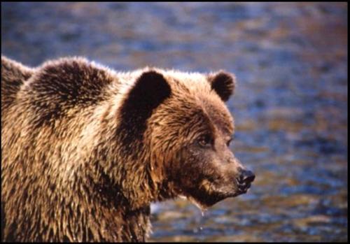 Tundra grizzly from the Yukon (courtesy Government of Yukon Territory). These bears also occur across the north slope of Alaska and are the bears that occasionally hybridize with polar bears, as explained here.