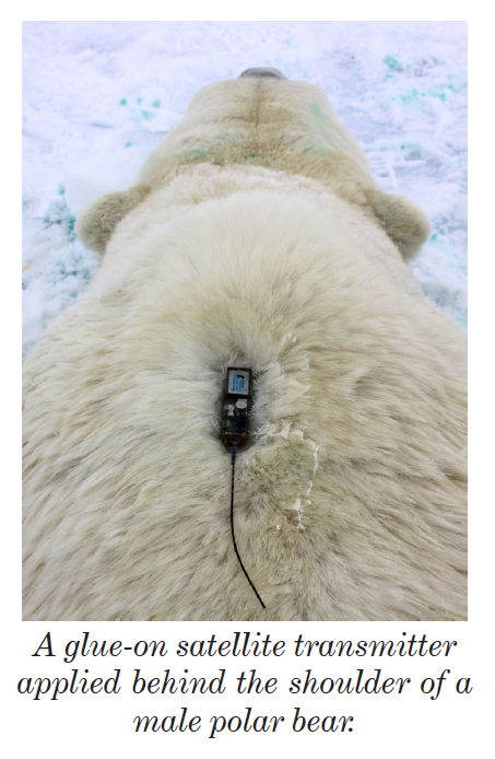 From the 2013-2014 issue of  “Polar Bear News” (USFWS).
