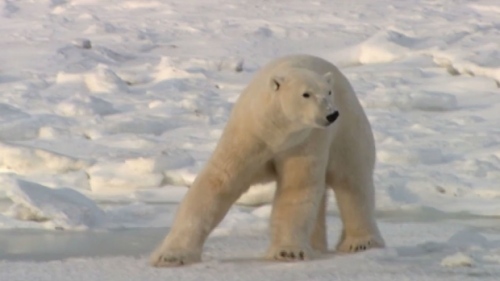 polar-bears_CBC news_Aug 28 2014