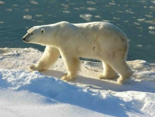 Polar_Bear_2004-11-15_Wapusk Nat Park_Wikipedia