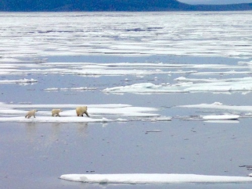 “A female polar bear and her two cubs dash across the ice near Gjoa Haven, where the polar bear hunt has been limited for nearly 15 years. (PHOTO BY JANE GEORGE)” Story here, also by Jane George. 