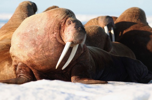 Chukchi Sea walrus, June 2014. US Fish and Wildlife Service.