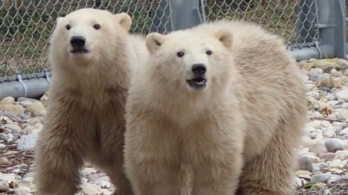 Orphaned cubs from Churchill now on display in Winnipeg