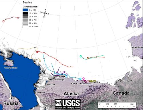  Figure 1. Original caption: "Movements of 12 satellite-tagged polar bears for the month of November, 2014. Polar bears were tagged in 2014 on the spring-time sea ice of the southern Beaufort Sea. All twelve of these bears have satellite collar transmitters. Polar bear satellite telemetry data are shown with AMSR2 remotely-sensed ice coverage for 30 November, 2014." Click to enlarge, original here.  