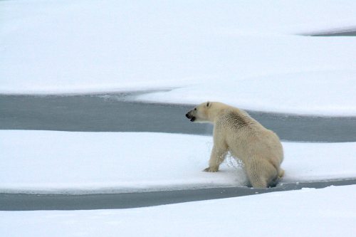 Polar Bear Breaks Ice