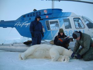 Polar_Bear_Biologist_USFWS_working_with_a_Bear_Oct 24 2001 Amstrup photo