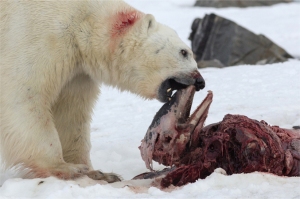 Figure 2. Polar bear feeds on the carcass of a white-beaked dolphin trapped in sea ice near Svalbard on 2 July 2014. This is Fig. 3 from the Aars et al. 2015 paper, photo by co-author Samuel Blanc. 