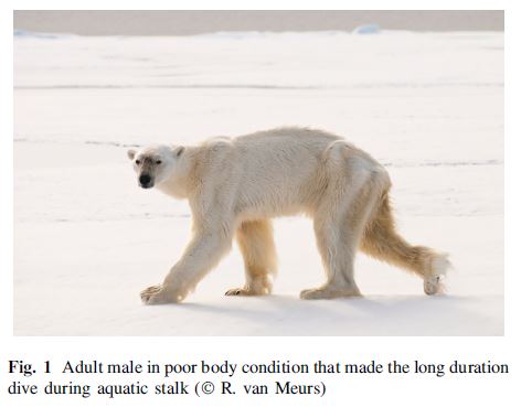 Bear Bear Porn - Polar bear behaviour gets the animal tragedy porn treatment ...