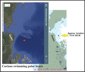 Curious swimming pbs Beaufort Sea_16 Sept 2015 sea ice