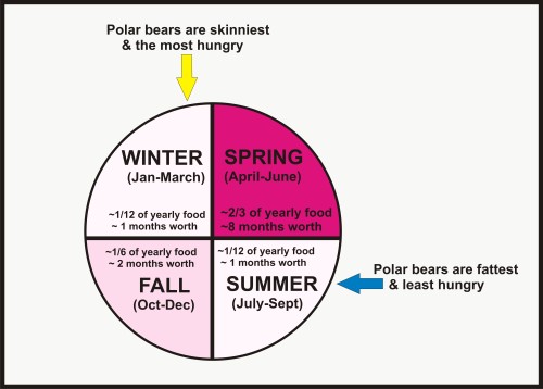Polar bear feeding by season simple_Nov 29 2015