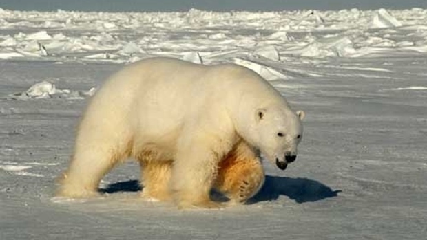 Beaufort Sea male polar bear USGS_2005 Amstrup photo