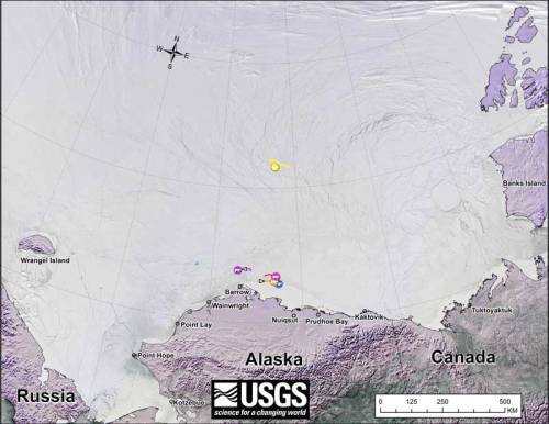 Beaufort tracking USGS bear-movements-March 2016 sm