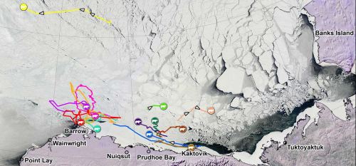 Beaufort tracking USGS bear-movements-April 2016 lg closeup
