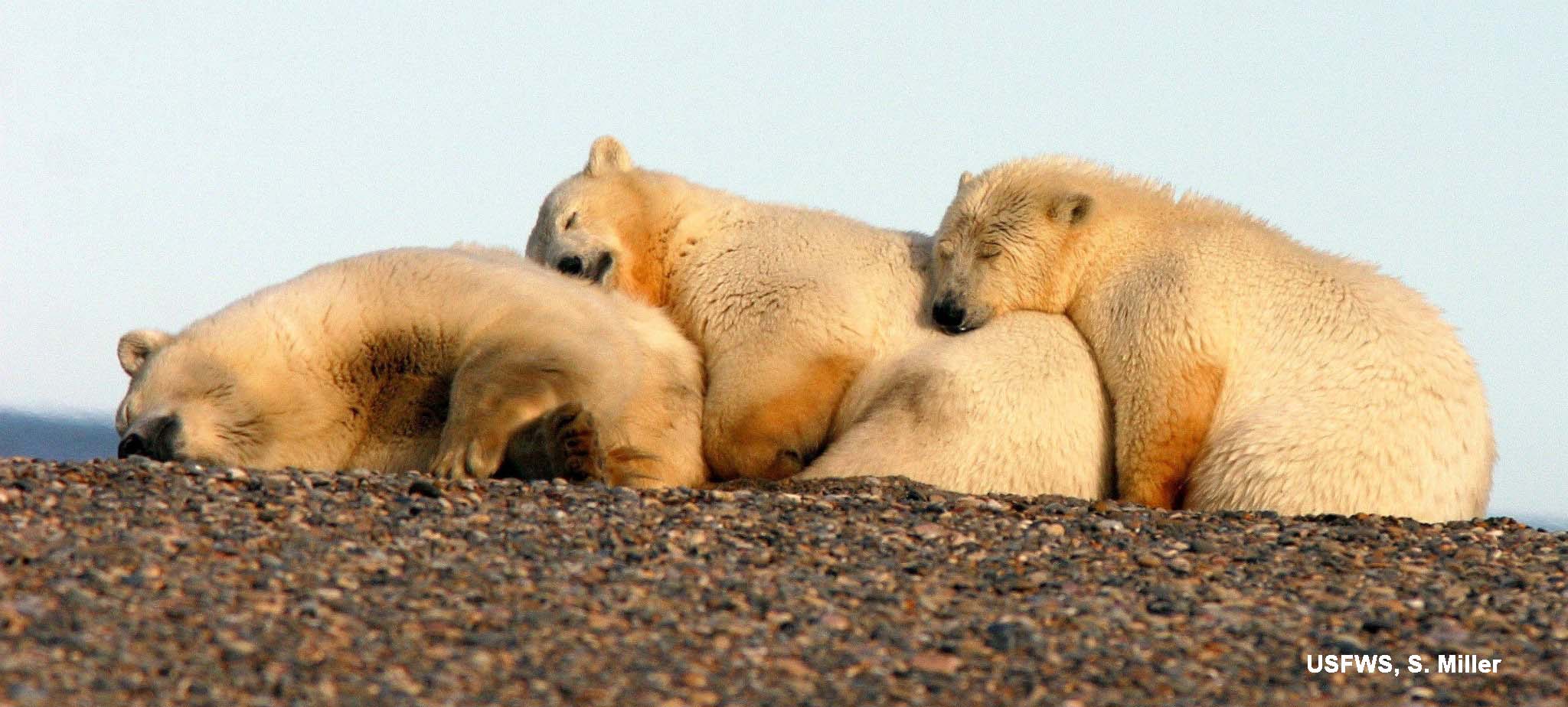 polarbears-arcticnatlwildliferefuge-suzannemiller-usfws_labeled_sm