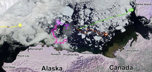 Beaufort tracking USGS bear-movements-June 2016 lg closeup