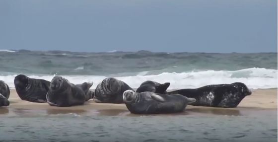 Cape cod grey seals video capture 2011