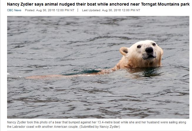 Labrador polar bear encounter Torngat boat_CBC 30 Aug 2016