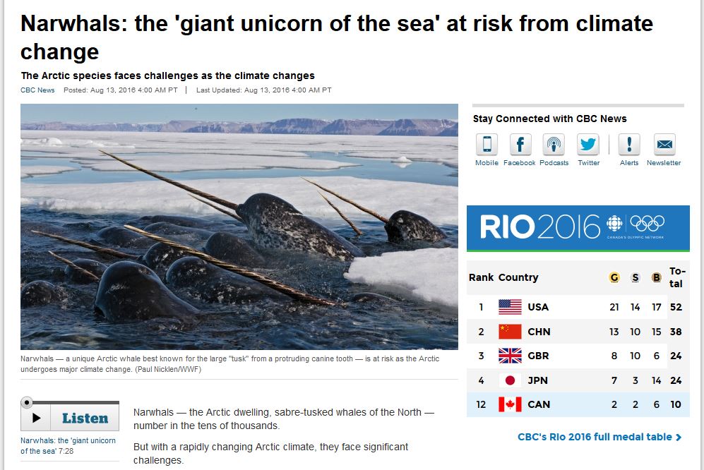 Narwhals_at risk from climate change_CBC 13 Aug 2016 headline