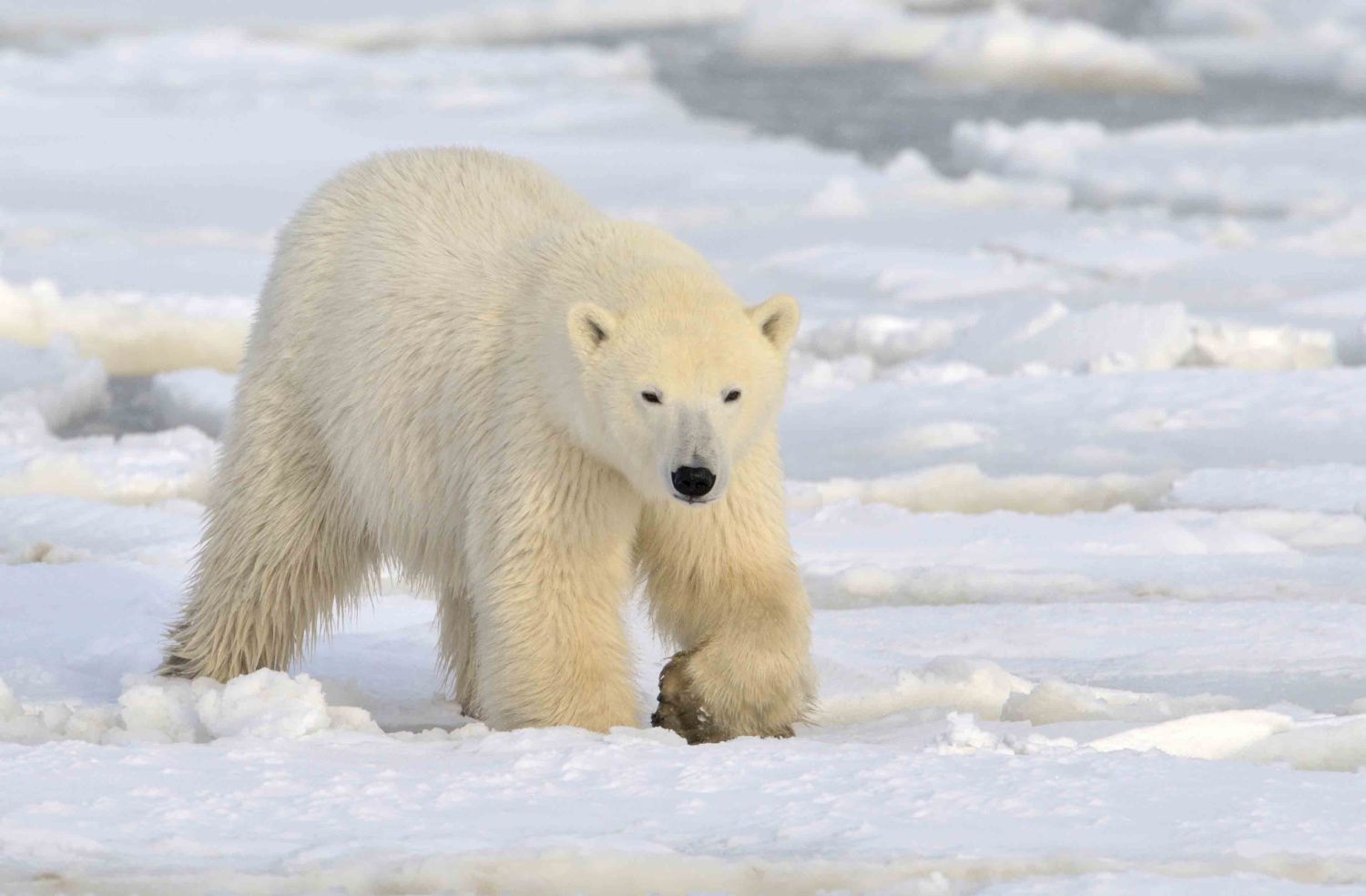polar-bear-stock-image-gg66298544_sm