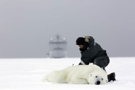 Svalbard polar bear Jon Aars_Norsk Polarinstitutt