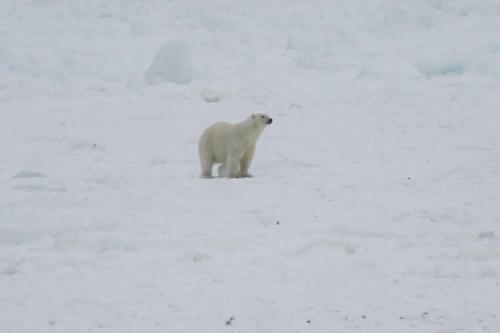 Melrose nfld Polar Bear 02_2017 April 3_Brandon Collins shared photo The Packet