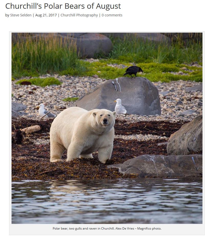 Churchill_PolarBears_FAT bear post_21 Aug 2017
