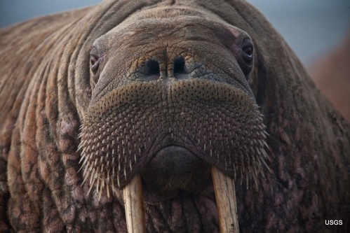 Walrus female Point Lay Alaska_Ryan Kingsbery USGS
