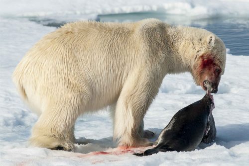 Polar bear feeding_Shutterstock_sm