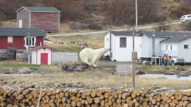 Newfoundland polar bear 10 June 2018_Iceberg Festival Committee_Thresa Burden photo