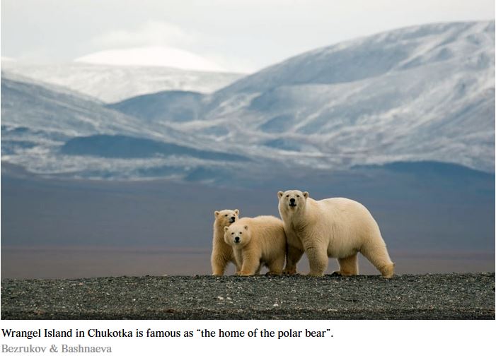 Wrangel Island polar bear with cubs 2015 news story