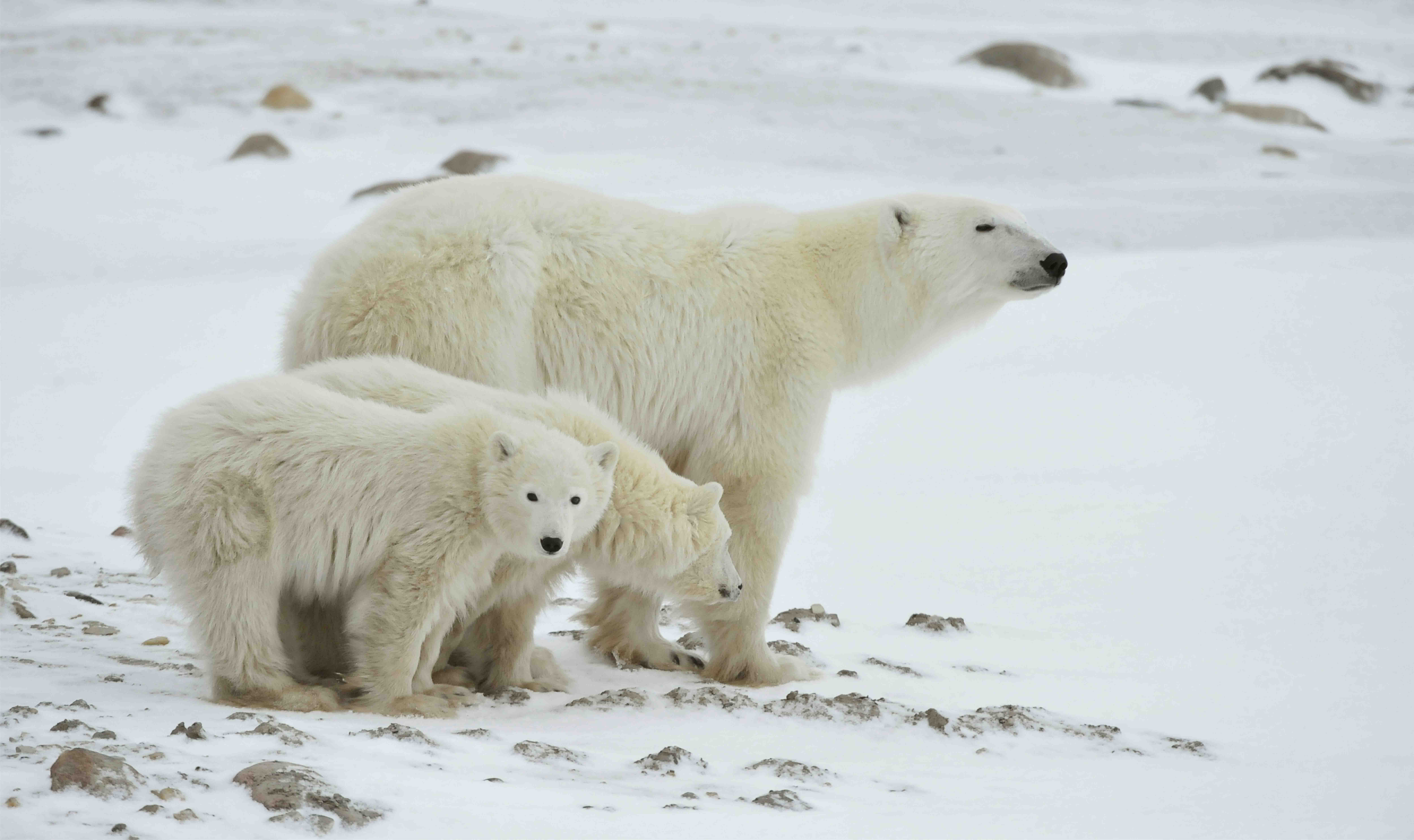 Mother with cubs Russia_shutterstock_71694292_web size