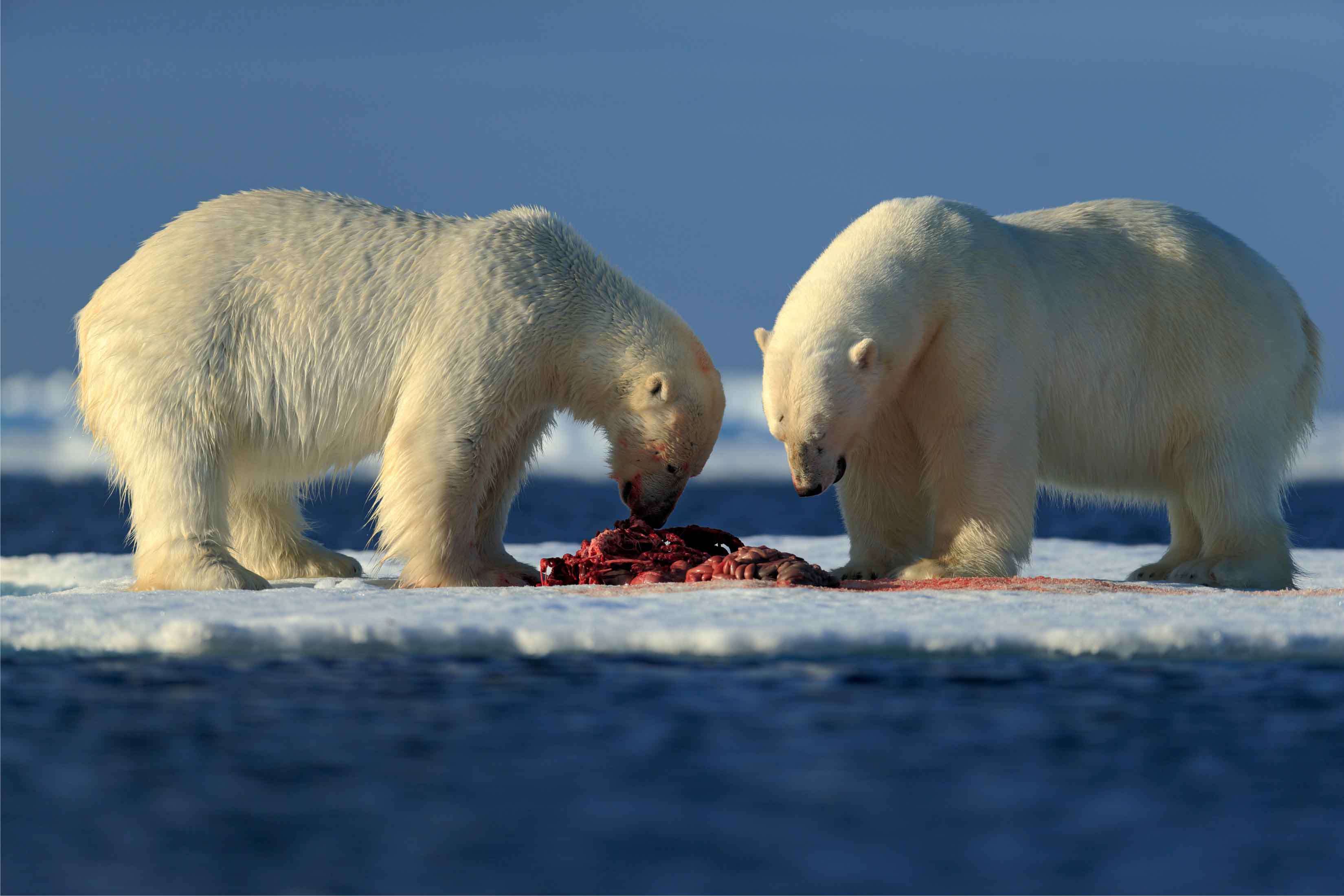 Polar bears feeding_Shutterstock_sm