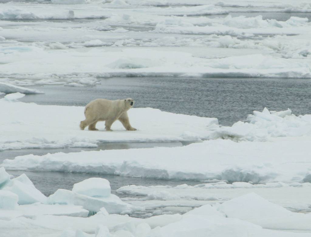 Polar_bear Bering Sea 2007 USFWS lg