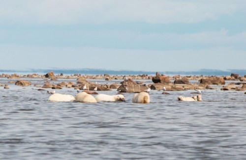 Polar bear familes eating beluga Seal River Lodge_week of July 11-18_Paul Scriver photo
