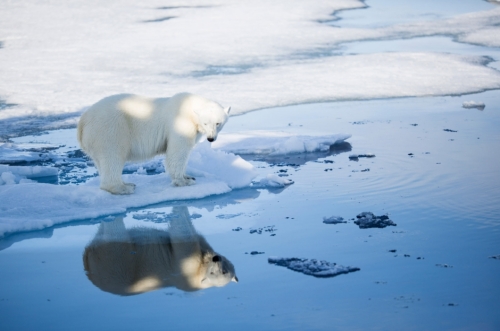 Svalbard polar bear fall 2015_Aars