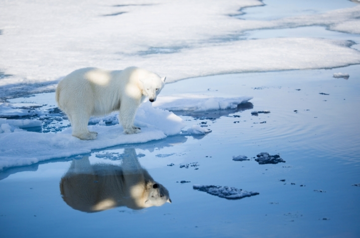 Svalbard polar bear fall 2015_Aars