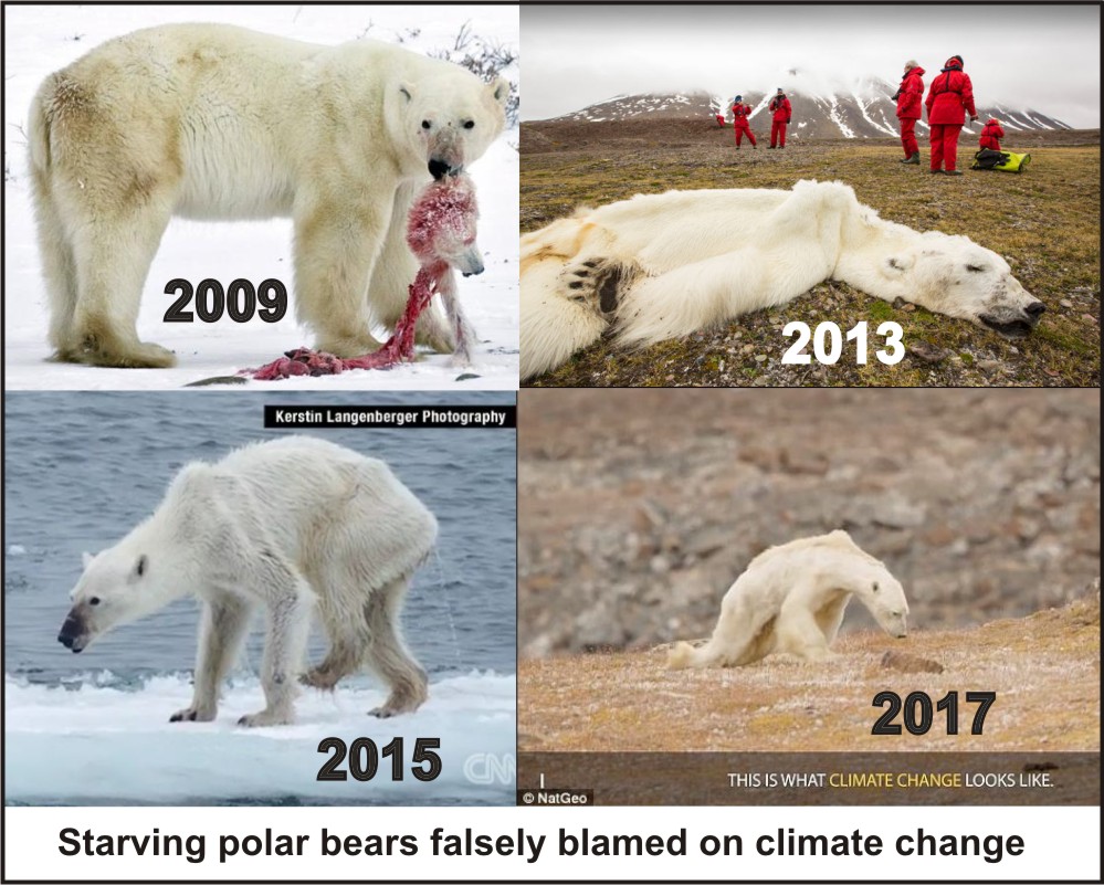 Starving polar bear composite_11 Sept 2019