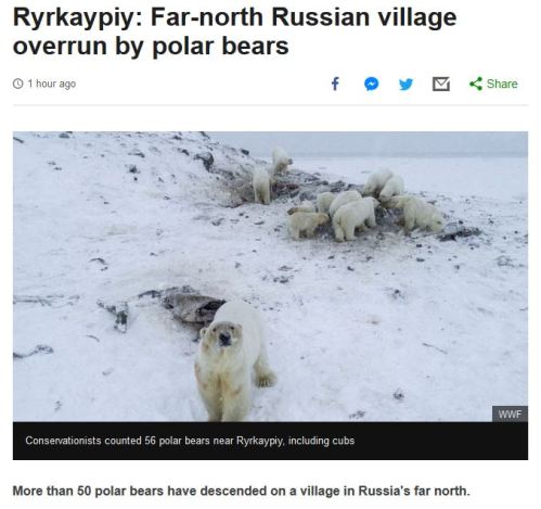 BBC Russian village Chukotka over run by polar bears BBC 5 Dec 2019 headline