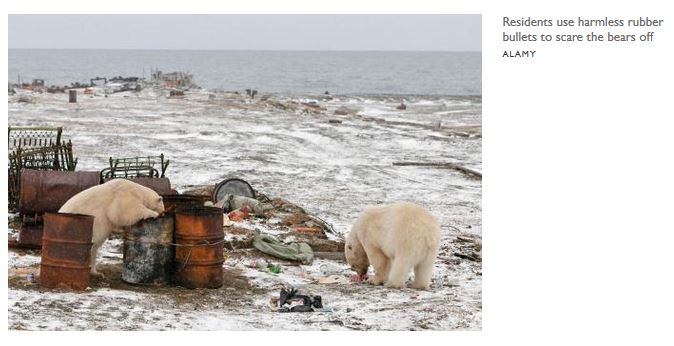 Ryrkaypiy bears in local garbage_The Times UK 14 Dec 2019