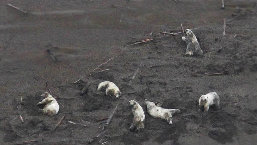 Six fat polar bear wallow in SB sand_NOAA summer 2019